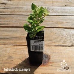 Euonymus Pierrolino - Variegated Spindle 22 Euonymus Pierrolino - Variegated Spindle -Outdoor Garden Care apo pierrolino tubestock