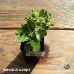 Euonymus Pierrolino - Variegated Spindle 18 Euonymus Pierrolino - Variegated Spindle -Outdoor Garden Care apo pierrolino tubestock top