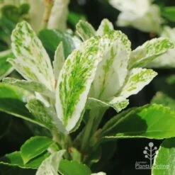 Euonymus Pierrolino - Variegated Spindle 19 Euonymus Pierrolino - Variegated Spindle -Outdoor Garden Care apo pierrolino variegation