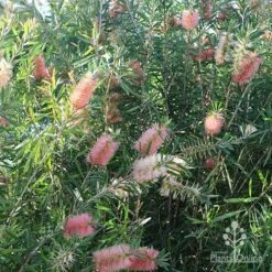 Callistemon Pink Champagne 18 Callistemon Pink Champagne -Outdoor Garden Care apo pink champagne colour range
