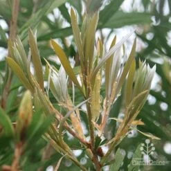 Callistemon Pink Champagne 15 Callistemon Pink Champagne -Outdoor Garden Care apo pink champagne new leaf colour