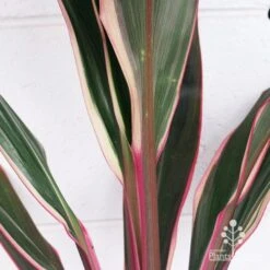 Cordyline Fruticosa Pink Diamond -Outdoor Garden Care apo pink diamond colouring