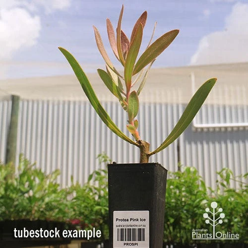 Protea Pink Ice 13 Protea Pink Ice - Image 13