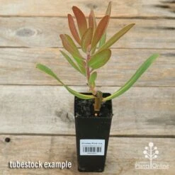 Protea Pink Ice 21 Protea Pink Ice -Outdoor Garden Care apo pink ice protea tubestock