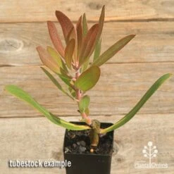 Protea Pink Ice 18 Protea Pink Ice -Outdoor Garden Care apo pink ice protea tubestock top