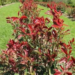 Photinia Pink Marble -Outdoor Garden Care apo pink marble hedge flower farm