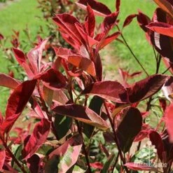 Photinia Pink Marble -Outdoor Garden Care apo pink marble leaf colour
