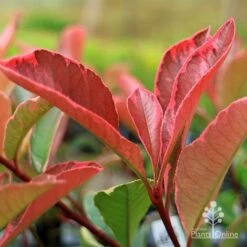 Photinia Pink Marble -Outdoor Garden Care apo pink marble photinia new leaf