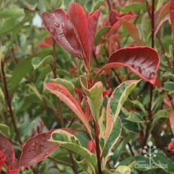 Photinia Pink Marble -Outdoor Garden Care apo pink marble photinia shoot