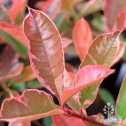 Photinia Pink Marble -Outdoor Garden Care apo pink marble very pink