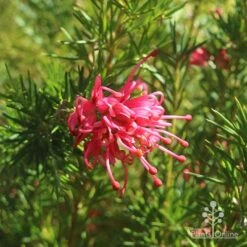 Grevillea Pink Pearl 20 Grevillea Pink Pearl -Outdoor Garden Care apo pink pearl grevillea flower 1