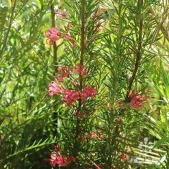Grevillea Pink Pearl 25 Grevillea Pink Pearl -Outdoor Garden Care apo pink pearl grevillea habit
