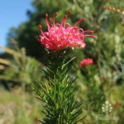 Grevillea Pink Pearl 26 Grevillea Pink Pearl -Outdoor Garden Care apo pink pearl grevillea new flower