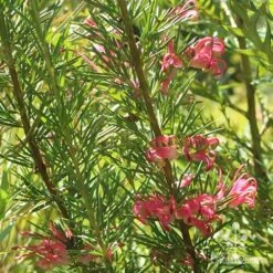 Grevillea Pink Pearl 19 Grevillea Pink Pearl -Outdoor Garden Care apo pink pearl grevillea nursery