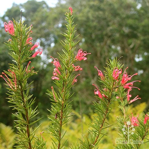 Grevillea Pink Pearl 4 Grevillea Pink Pearl - Image 4