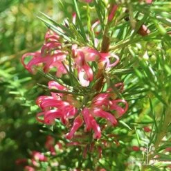 Grevillea Pink Pearl 27 Grevillea Pink Pearl -Outdoor Garden Care apo pink pearl grevillea sunlit