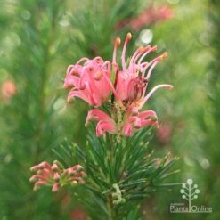 Grevillea Pink Pearl 28 Grevillea Pink Pearl -Outdoor Garden Care apo pink pearl stem
