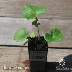 Geum Pretticoats Peach 13 Geum Pretticoats Peach -Outdoor Garden Care apo pretticoats peach tubestock