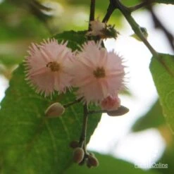 Elaeocarpus Prima Donna - Blueberry Ash 21 Elaeocarpus Prima Donna - Blueberry Ash -Outdoor Garden Care apo prima donna flower beneath 1