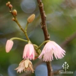 Elaeocarpus Prima Donna - Blueberry Ash 17 Elaeocarpus Prima Donna - Blueberry Ash -Outdoor Garden Care apo prima donna flower stages 1