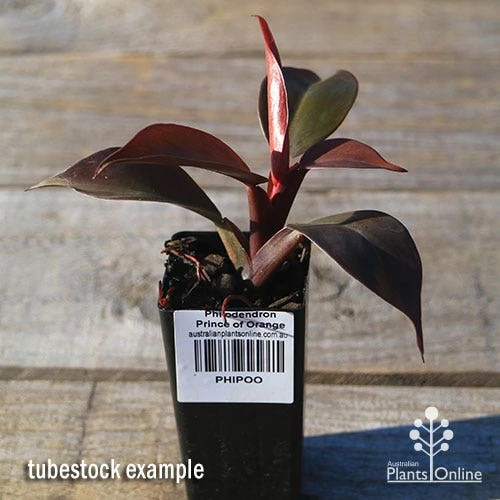 Philodendron Prince Of Orange 4 Philodendron Prince Of Orange - Image 4