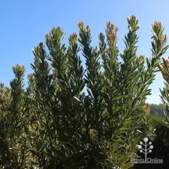 Protea Pink Ice 20 Protea Pink Ice -Outdoor Garden Care apo protea bushes at farm