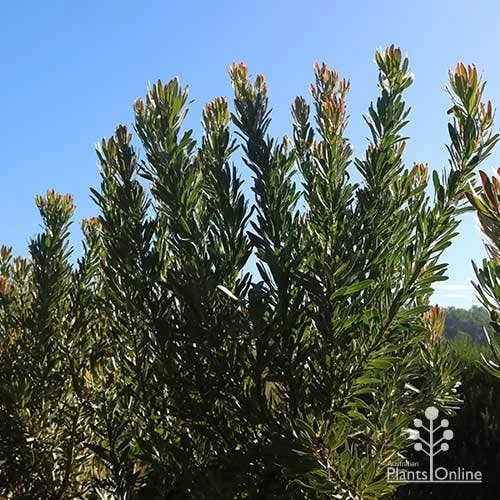 Protea Pink Ice 8 Protea Pink Ice - Image 8