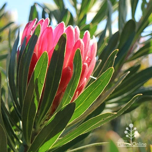 Protea Pink Ice 2 Protea Pink Ice - Image 2