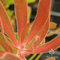 Protea Pink Ice 19 Protea Pink Ice -Outdoor Garden Care apo protea pink ice leaf vein colour