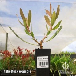 Protea Pink Ice 17 Protea Pink Ice -Outdoor Garden Care apo protea pink ice tubestock2