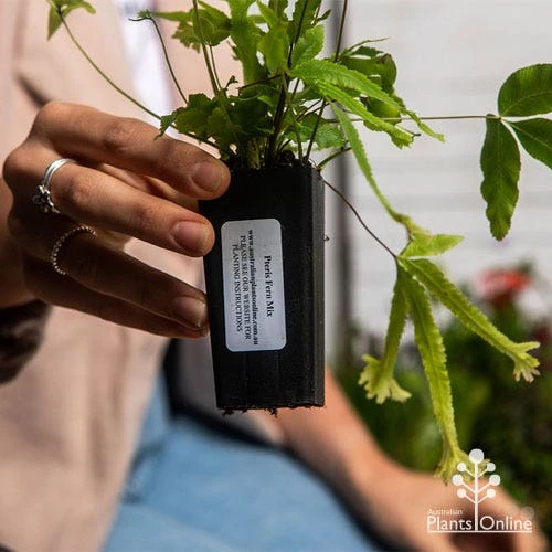 Pteris - Slender Brake Fern 8 Pteris - Slender Brake Fern - Image 8