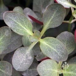 Crassula Purple Dragon - Fairy Crassula -Outdoor Garden Care apo purple dragon crassula top view