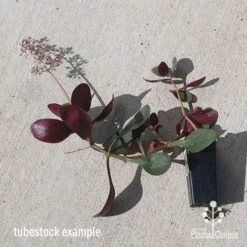 Crassula Purple Dragon - Fairy Crassula -Outdoor Garden Care apo purple dragon tubestock august