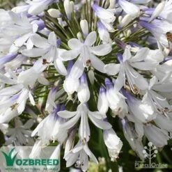 Agapanthus Queen Mum 6 Agapanthus Queen Mum -Outdoor Garden Care apo queen mum flower zoom