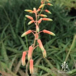 Aloe Quicksilver - Succulent 23 Aloe Quicksilver - Succulent -Outdoor Garden Care apo quicksilver flowerbuds