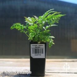 Humata - Rabbit's Foot Fern -Outdoor Garden Care apo rabbits foot fern tubestock