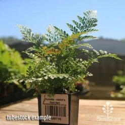 Humata - Rabbit's Foot Fern -Outdoor Garden Care apo rabbits foot fern tubestock 1