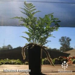 Humata - Rabbit's Foot Fern -Outdoor Garden Care apo rabbits foot tubestock