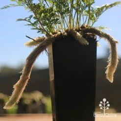 Humata - Rabbit's Foot Fern -Outdoor Garden Care apo rabbits foot tubestock legs