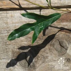 Grevillea Raptor 8 Grevillea Raptor -Outdoor Garden Care apo raptor leaf