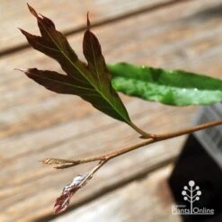 Grevillea Raptor 10 Grevillea Raptor -Outdoor Garden Care apo raptor leaf colour