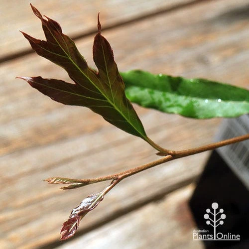 Grevillea Raptor 5 Grevillea Raptor - Image 5