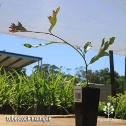 Grevillea Raptor 9 Grevillea Raptor -Outdoor Garden Care apo raptor tubestock