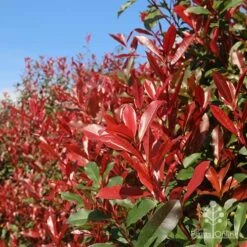 Photinia Red Robin -Outdoor Garden Care apo red robin hedge nursery 1