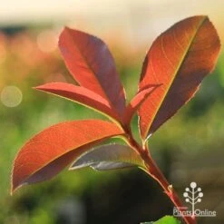 Photinia Red Robin -Outdoor Garden Care apo red robin new leaves backlit