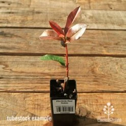 Photinia Red Robin -Outdoor Garden Care apo red robin tubestock