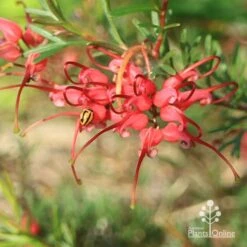 Grevillea Red Wings 26 Grevillea Red Wings -Outdoor Garden Care apo red wings grevillea flower ladybird