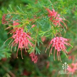 Grevillea Red Wings 18 Grevillea Red Wings -Outdoor Garden Care apo redwings grevillea bush flowering