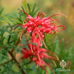 Grevillea Red Wings 20 Grevillea Red Wings -Outdoor Garden Care apo redwings grevillea flower closeup 2