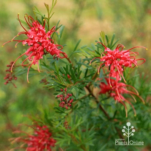 Grevillea Red Wings 15 Grevillea Red Wings - Image 15